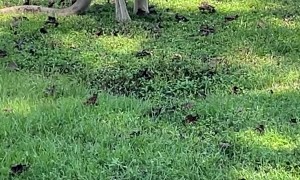 Kids Have Hilarious Comments About Male Kangaroo