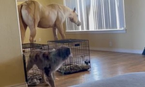 Peppy the Horse Comes into the House for a Visit