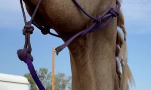 Happy Horse Smiles for the Camera