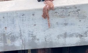 Rescuing a Squirrel That Fell into the Sea