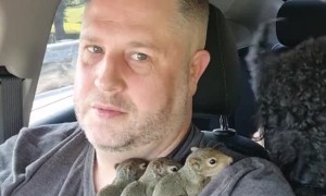Baby Squirrels Rescued After Losing Their Home