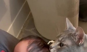 Cat Cuddles Cute Kid