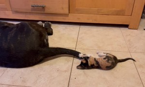 Kitten Plays With Dog's Wagging Tail