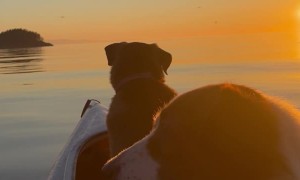 A Couple of Pups Go Kayaking