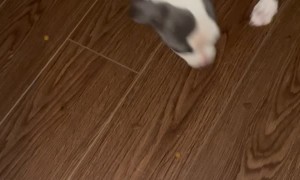 Puppy Is Greedy For Kibble