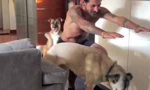 Dogs Want To Join The Workout