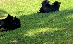 Family of Bears Playing in the Grass