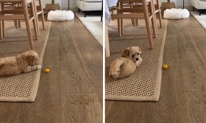 Puppy attempts to resist treat, adorably fails