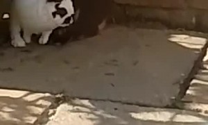 Playful Bunny Won't Stop Pestering Mabel