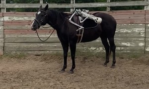 Using a Fake Skeleton to Train a Horse