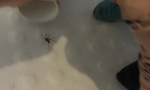 2-Year-Old Son Calmly Catches Spider in Bathtub