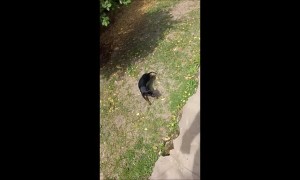 Hyper Dog Is Going to be Dizzy