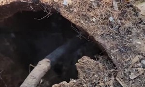 Baby Squirrels Rescued From Log