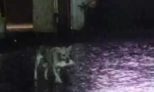 Mamma Dog Protects Puppy During Typhoon