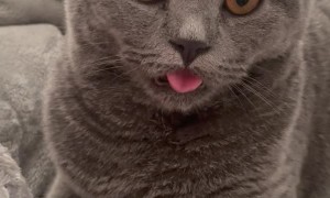 Oddball Kitty Licks Air