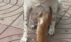 Mama Dog Feeds Hungry Kitty in the Street