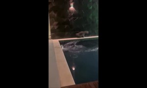 Cat's Pounce Turns Into a Bellyflop