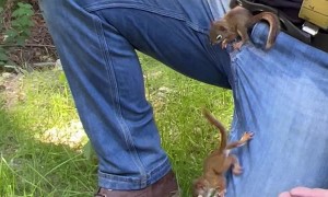 Hungry Baby Red Squirrels Climb All Over Man