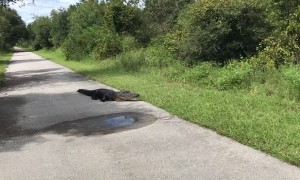 Meeting a Nearly 10' Alligator on Bike Trail