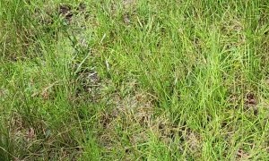 Child Receives Swift Lesson in Deer Behavior