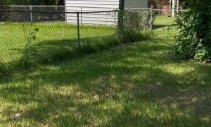 Boss Dog Penny Jumps Fence to Retrieve Stick