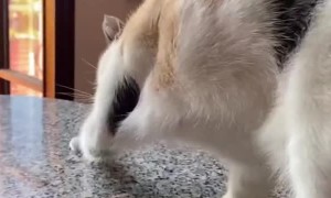 Cat.exe Has Broken When Smelling Coffee