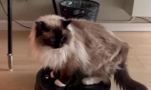 Lazy Cat Rides on Robot Vacuum