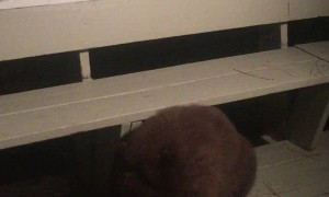 When That Pumpkin Craving Hits