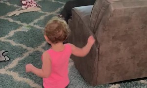 Baby Giggles When Chased by Great Dane Puppy Klaus