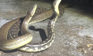 Two Carpet Pythons Tangle and Twist
