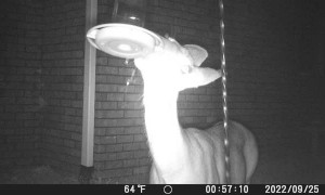 Furry Criminal is Caught Stealing Hummingbird Nectar