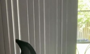 Tail Chasing Cat Takes a Tumble