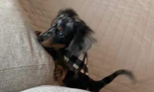 Dachshund Puppy's Little Hops Fall Short
