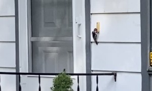 Woodpecker Taps at Doorbell
