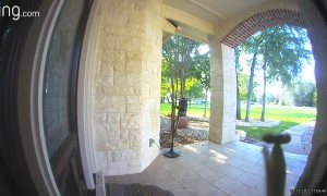 Have You Heard About Our Savior Praying Mantis?