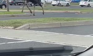 Moose Runs Around Parking Lot in Connecticut
