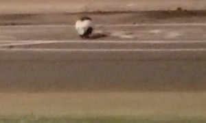 Saving Little Skunk with the Trash Helmet