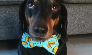 Dachshund Balances Taco on Head