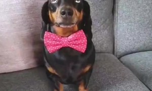 Dachshund Balances Bagels on Head