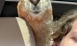 A Man and his Alpaca Take a Ride