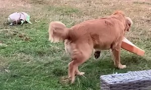 A Dog Steals a Bread Loaf's Sleeping Slice