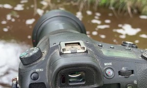 Willie Wagtails Watching Back