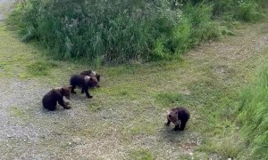 Mama Bear Walks With Her Four Cubs in Katmai National Park