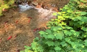 Wild Salmon Migration
