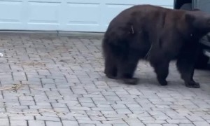 Bear Breaks Into Truck