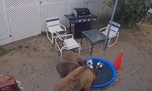 Mama Bear Bathes Her Babies in Kiddie Pool