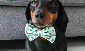 Dachshund Balances Stack of Crackers