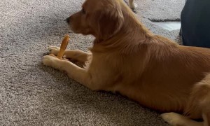 Sneaky Pup Steals Snack From Sibling
