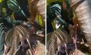 Sheriff's deputies rescue deer entangled in a mesh hammock