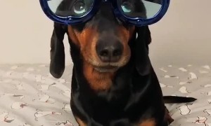 Harlso the Balancing Dachshund